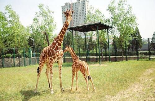 太原智造先锋,未来科技在太原的崛起